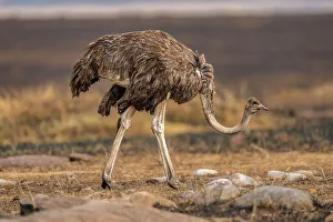 Savannah Prints: An Ostrich (Struthio), in the Maasai Mara, Kenya, East Africa, Africa