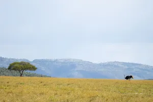 Lawn Prints: An ostrich wanders alone across the expansive savannah of Kenya