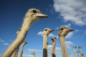 Live Stock Collection: Ostriches, Struthio camelus