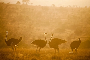 Four Animals Prints: Ostriches (Struthio camelus) at sunset, Kenya, East Africa, Africa