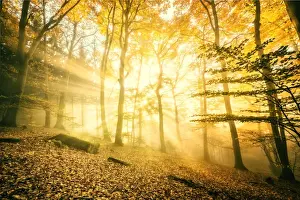 Atmospheric Mood Prints: Otherworldly golden light rays permeating dense mist in a forest, Heidelberg area