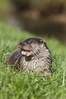 Images Dated 13th October 2009: Otter (Lutra lutra) in captivity, United Kingdom, Europe