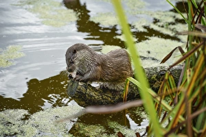 Otter, (Lutra lutra), Devon, United Kingdom, Europe
