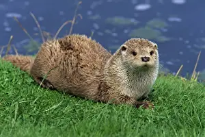 Relaxing Prints: Otter (Lutra lutra), Otter Trust North Pennine Reserve, Barnard Castle