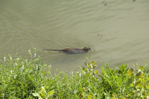 Firenze Prints: Otter, River Arno