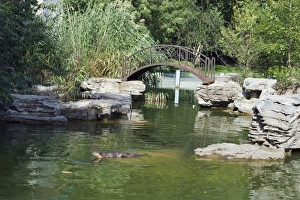 Otter Prints: An otter swimming at Beijing Zoo, Beijing, China, Asia