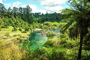 Fern Prints: Otumuheke Stream (Spa Park Hot Pools), New Zealand