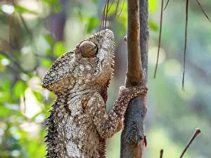 Lizard Prints: Oustalets chameleon climbing a tree branch in Lemur Park, Madagascar during daylight hours