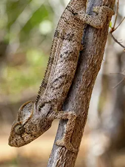 Quiet Prints: Oustalets chameleon climbs a branch in Anjajavy Private Reserve