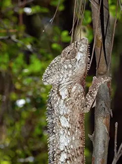 Lizard Prints: Oustalets chameleon climbs a branch in Madagascar's wildlife park during the daylight