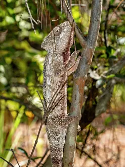 Lizard Prints: Oustalets chameleon climbs a tree branch in Lemur Park, Madagascar