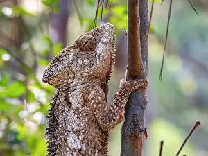Lizard Prints: Oustalets chameleon climbs tree in Lemur Park Madagascar during the day's light