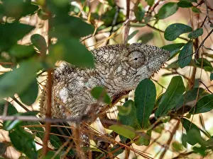 Reptiles Prints: Oustalets chameleon displaying natural behavior in its habitat around midday in Madagascar