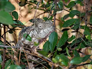 Hotspot Prints: Oustalets chameleon in its habitat at Lemur Park in Madagascar among green leaves and branches