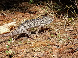 Lizard Prints: Oustalets chameleon moves through the forest floor in Madagascar