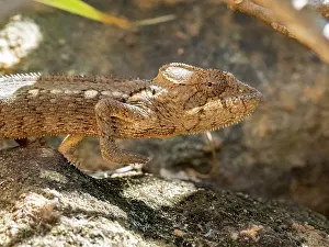 Lizard Prints: Oustalets chameleon moves on a rock in Lemur Park near Antanavarino