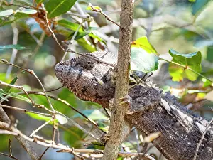 Lizard Prints: Oustalets chameleon positioned on a branch amidst green foliage in Madagascar's wildlife