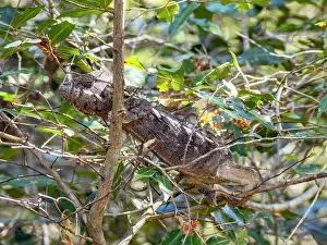 Loss Prints: Oustalets chameleon resting on a branch in Madagascar's Zombitse-Vohibasia National Park