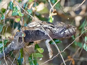 Hotspot Prints: Oustalets chameleon resting among branches in Madagascar's natural habitat