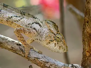 Lizard Prints: Oustalets chameleon rests on a branch in Anjajavy Private Reserve in Madagascar