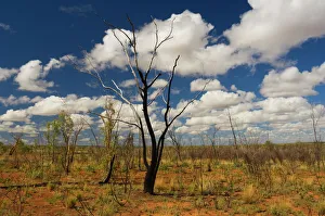 Images Dated 1st January 2000: Outback scenery, Queensland, Australia, Pacific