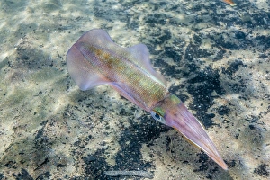 Swimming Prints: Oval squid (Sepioteuthis lessoniana)
