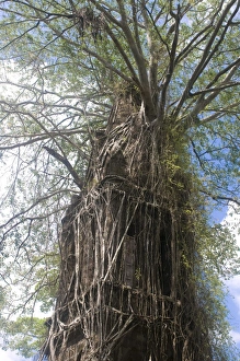 Overgrown church with big roots, Ross Island, Andaman Islands, India, Asia
