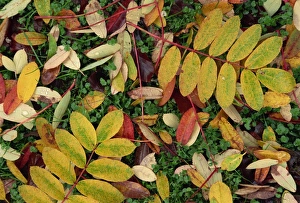 Small Number Of Objects Prints: Overhead view of autumn (fall) leaves on the ground
