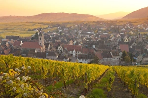 Riquewihr Prints: Overview of Riquewihr and vineyards at sunset in autumn, Riquewihr, Alsace, France, Europe