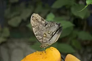 Owl Moth, Monteverde, Cos ta Rica, Central America