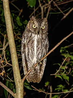 Nighttime Prints: Owl perched on tree limb in Madagascar at night observing its surroundings