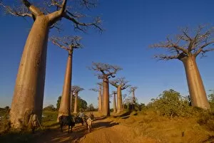 Images Dated 16th August 2007: Ox cart at the Avenue de Baobabs at sunrise, Madagascar, Africa