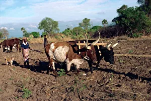 Ploughing Prints: Oxen ploughing field with woman behind