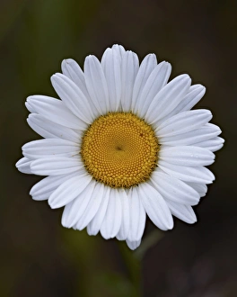 Wild Flower Prints: Oxeye daisy (ox-eye daisy) (Leucanthemum vulgare)