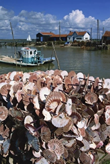 Oyster boat, River Seudre, Le Tregarde, Charente Maritime, Poitou-Charentes