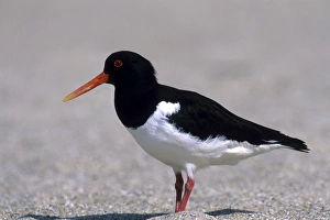 Oystercatcher