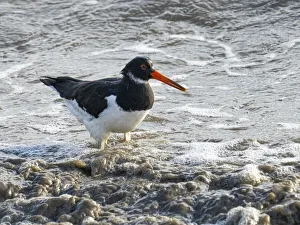 County Clare Prints: Oystercatcher, County Clare, Munster, Republic of Ireland, Europe