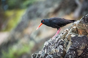 Legs Prints: Oystercatcher (Haematopus), Coromandel Peninsula, North Island, New Zealand, Pacific