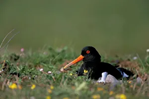 Seated Prints: Oystercatcher (Haematopus ostralegus) on nest, South Walney Reserve, Cumbria
