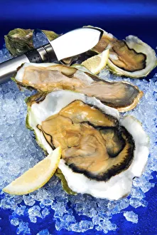 Fresh Prints: Oysters on ice (Ostrea edulis), France, Europe
