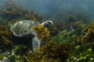 Seaweed Prints: Pacific green sea turtle (Chelonia mydas) underwater on Fernandina Island, Galapagos