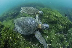 Pacific green sea turtles (Chelonia mydas) underwater on Fernandina Island, Galapagos