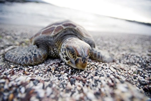 Images Dated 25th August 2009: A Pacific green turtle, on the beach, Galapagos Islands, UNESCO World Heritage Site