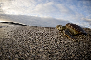 Images Dated 25th August 2009: A Pacific green turtle, on the beach, Galapagos Islands, UNESCO World Heritage Site