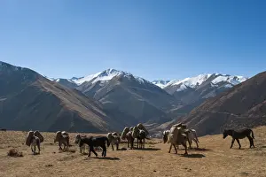 Bhutan Prints: Pack horses cross a small pass near Goyul along the Lasa to Gasa trekking route, Bhutan
