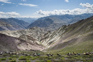 Working Animal Prints: Pack horses in the Ladakh region, Himalayas, India, Asia