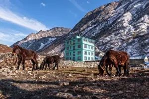 Goods Prints: Pack horses in front of a turquoise mountain lodge with Lang Tang village in background