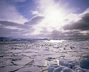 South Pole Prints: Pack ice with Dominican gulls, Antarctica, Polar Regions