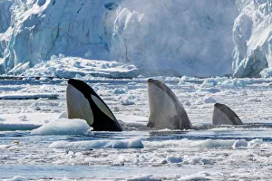 Social Structure Prints: Pack Ice Type B killer whales (Orcinus orca)