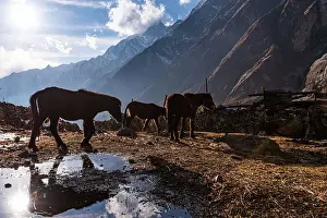 Horses Prints: Pack mules reflected in a water puddle in golden evening light